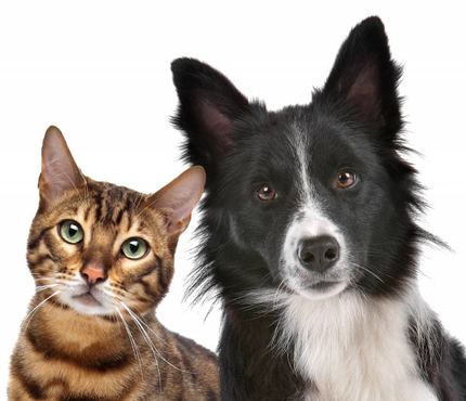 3387041-dog-and-cat.jpg